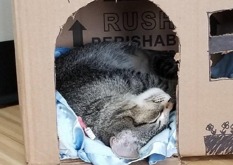 Cat Care Clinic Indianapolis veterinary hospital